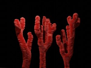 Red coral (Moonga) branches